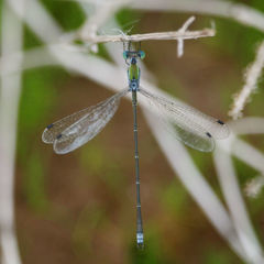 Lestes elatus