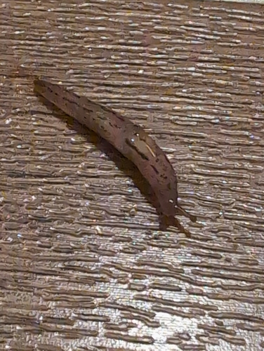 Ambigolimax