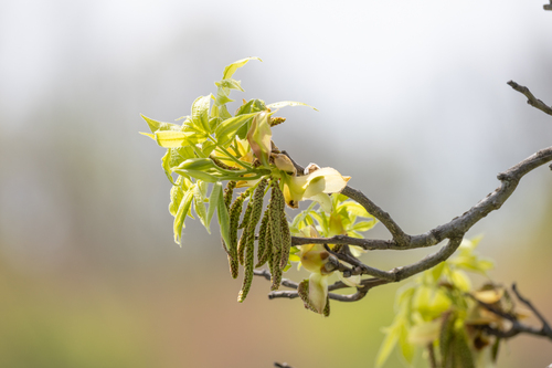 Shagbark hickory (Carya ovata)