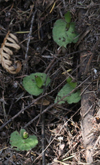 Corybas cheesemanii