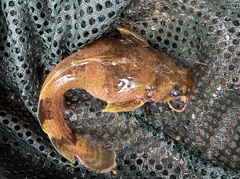 Yellowfin Madtom photo 2