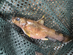 Yellowfin Madtom photo 3