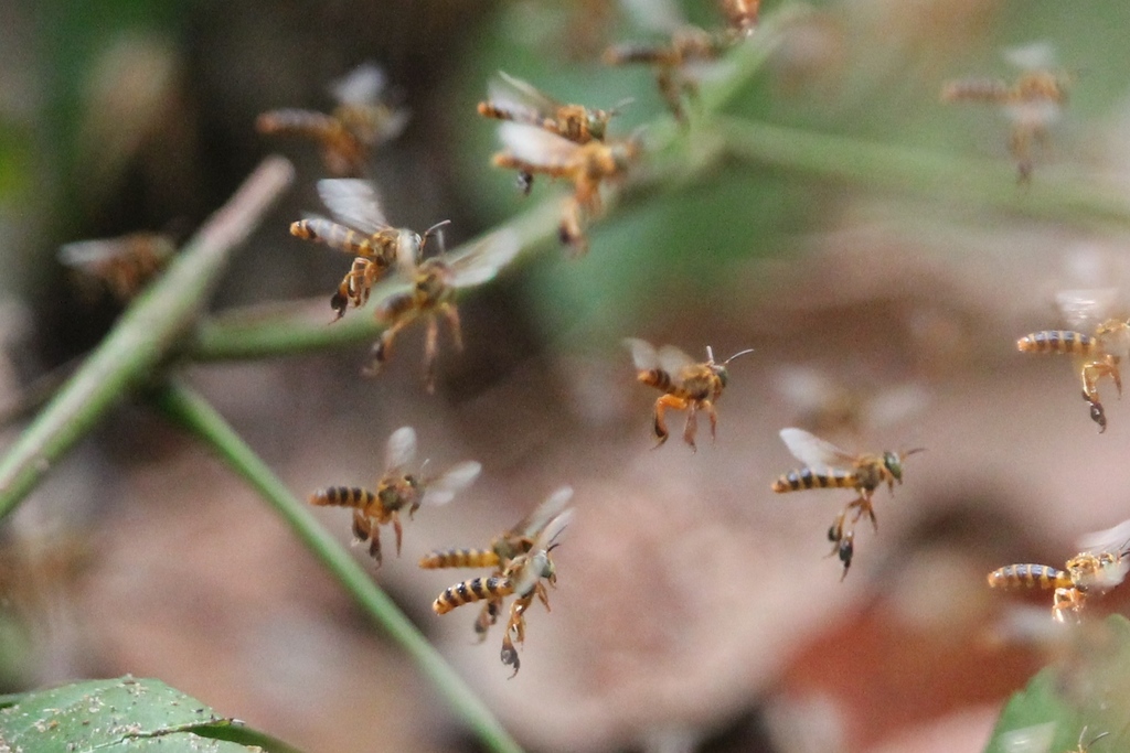 Clavate-legged Stingless Bee