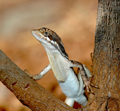 Sitana