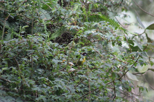 Moustached Brushfinch (Atlapetes albofrenatus), photo 9