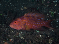 Variola albimarginata