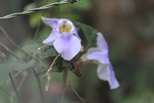 Image of Thunbergia grandiflora by (c) GERMAN LEONEL SARMIENTO CRUZ, some rights reserved (CC BY)
