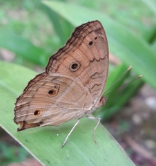 Junonia almana