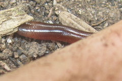 Typhlopidae