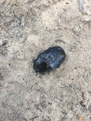 Diplognatha gagates silicea