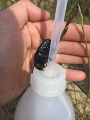 Diplognatha gagates silicea