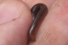 Typhlopidae