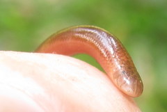 Typhlopidae