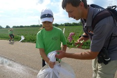 Asclepias incarnata incarnata