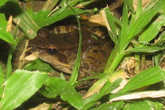 Limnonectes woodworthi