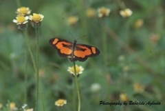Acraea bonasia