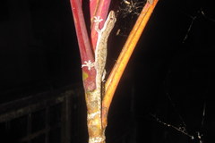 Hemidactylus frenatus