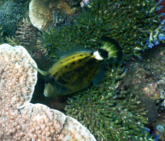 Cantherhines fronticinctus