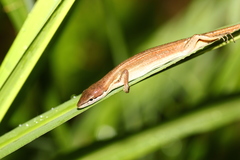 Takydromus stejnegeri