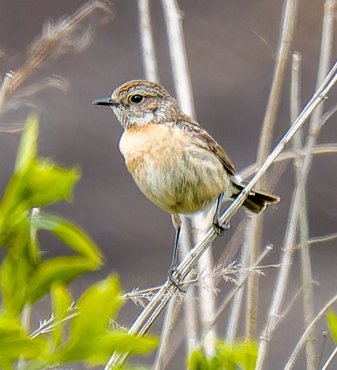 European Stonechat