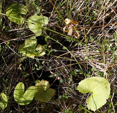 Caltha natans