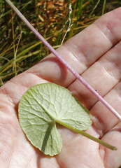Caltha natans