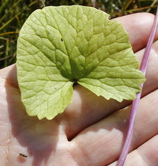 Caltha natans