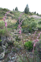 Antirrhinum barrelieri