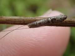 Ceromitia iolampra