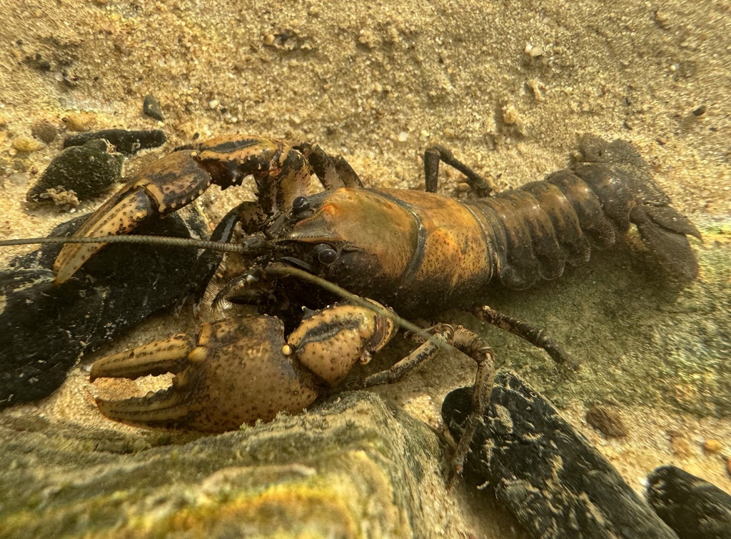 Boxclaw Crayfish