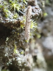 Ceromitia iolampra