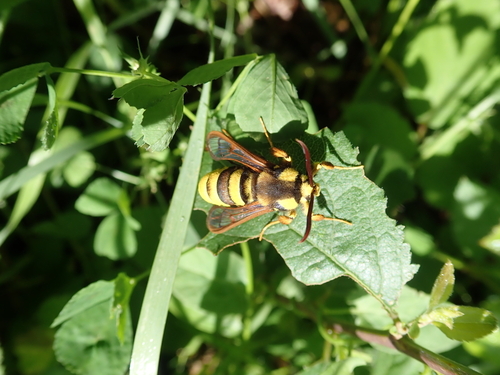 Sesia apiformis