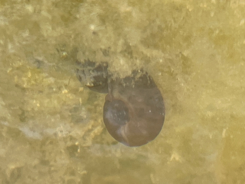 Mexican Ramshorn