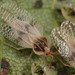 Basswood Lace Bug - Photo (c) cotinis, some rights reserved (CC BY-NC-SA)