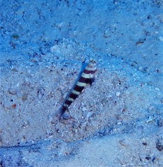 Amblyeleotris wheeleri