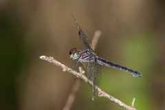 Cannaphila insularis