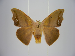 Gonoreta opacifinis