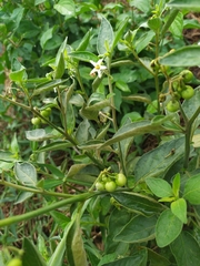 Solanum chenopodioides