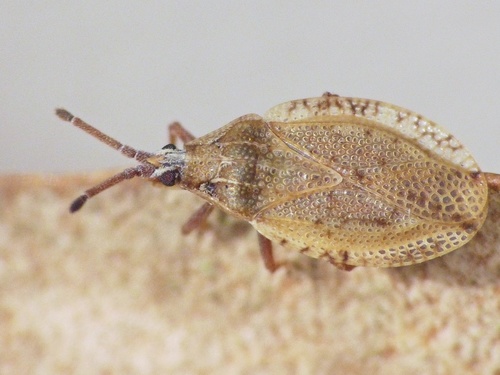 Catoplatus fabricii