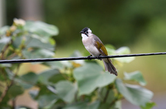 Pycnonotus