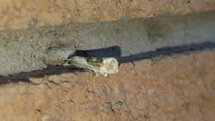 Pelochrista similiana