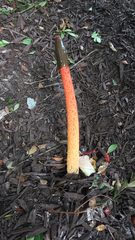 Phallus rubicundus