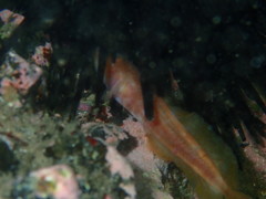 Monothrix polylepis