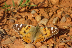 Mariposa Vanesa pintada