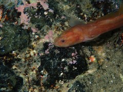 Monothrix polylepis