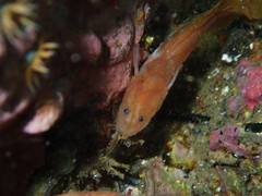 Monothrix polylepis