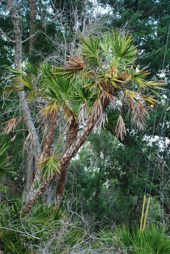 saw palmetto