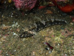 Bathygobius krefftii