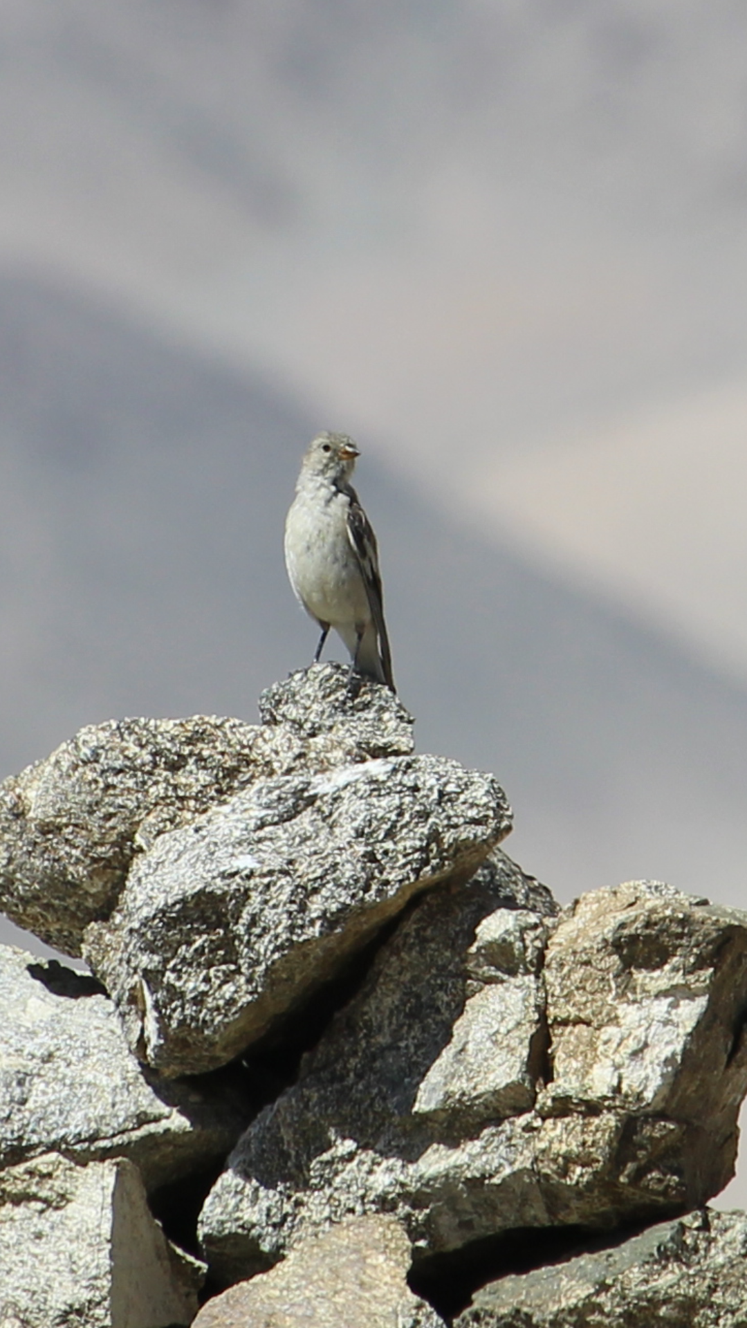 Black-winged Snowfinch illustration