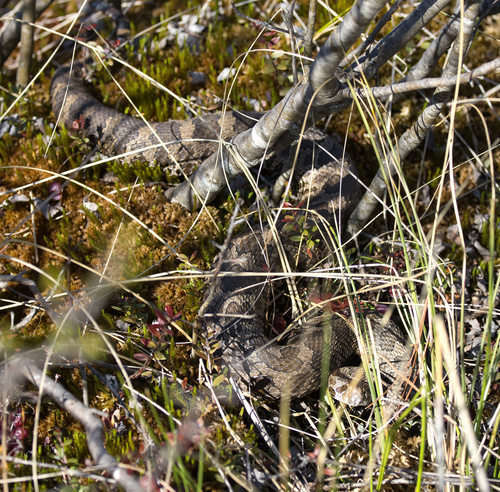Eastern Massasauga